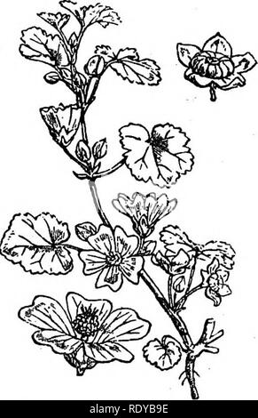 . Ein Handbuch der giftigen Pflanzen, vor allem des östlichen Nordamerika, mit kurzen Anmerkungen zu Wirtschafts- und Heilpflanzen, und zahlreichen Abbildungen. Giftige Pflanzen. 624 Handbuch der giftigen Pflanzen Anbau, wie einige Arten der Gattung Abutilon und der Mohn Malve {Callirhoe involucrata und C. triangulata"). Chorisia der östlichen Südamerika liefert eine weiche Faser. Die Samen der Pachira macrocarpa Indigene in Brasilien enthalten ein wertvolles Öl ähnelt, die in Kakao gefunden; kapok Öl wird aus den Samen der Briodendron anfractu - osum gewonnen. Moschus Samen ist von Hibiscus abelmoschus von erzielt Stockfoto