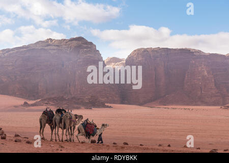 Wadi Rum wüste Landschaft in Jordanien mit Kamelen am Morgen Kühlen Stockfoto