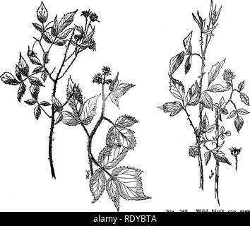 . Ein Handbuch der giftigen Pflanzen, vor allem des östlichen Nordamerika, mit kurzen Anmerkungen zu Wirtschafts- und Heilpflanzen, und zahlreichen Abbildungen. Giftige Pflanzen. ROSACEAE 507 Kelch persistent. Blütenstempel zahlreiche; Obst drupelets 1. Rubus. Blütenstempel zahlreiche; Obst ein achene 2. Fragaria. 1. Rubus. Himbeeren und Brombeeren mehrjährige Kräuter, Sträucher oder Reben und Weinstock stachelige, mit alternativen Blätter, 3-7 foliolate oder einfach; Blumen; Axillären oder einsame, weiße rötlich oder rosa,, die in der Regel perfekte; Blütenkelch S-parted, blütenblätter 5, Laubbäume; Staubblätter zahlreich; achenes normalerweise viele, auf der Steckhülse gesteckt Stockfoto