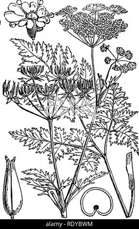 . Abbildungen der britischen Flora: Eine Reihe von holzstichen, mit Sezieren, britischer Pflanzen. Botanik; Botanik. 440. Conopodium denudatum. 442. Chserophylluin Sylvestre.. Bitte beachten Sie, dass diese Bilder sind von der gescannten Seite Bilder, die digital für die Lesbarkeit verbessert haben mögen - Färbung und Aussehen dieser Abbildungen können nicht perfekt dem Original ähneln. extrahiert. Fitch, W. H. (Walter Haube), 1817-1892; Smith, Worthington George, 1835-1917; Bentham, George, 1800-1884. Handbuch der britischen Flora. London, L. Reeve &Amp; Co. Stockfoto