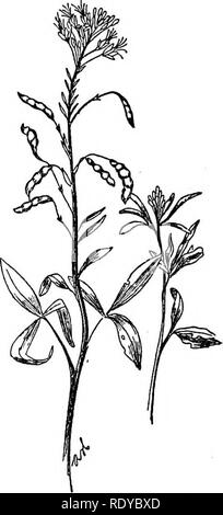 . Ein Handbuch der giftigen Pflanzen, vor allem des östlichen Nordamerika, mit kurzen Anmerkungen zu Wirtschafts- und Heilpflanzen, und zahlreichen Abbildungen. Giftige Pflanzen. Â Abb. 259. Rocky Mountain Biene Anlage (Cleome Serrulata). Eine Anlage mit stechend-Riegel. (Ada Hayden). Abb. 260. Gelb (Cleome Cleome lutea). Gemeinsame im Westen. (Ada Hayden).. Bitte beachten Sie, dass diese Bilder sind von der gescannten Seite Bilder, die digital für die Lesbarkeit verbessert haben mögen - Färbung und Aussehen dieser Abbildungen können nicht perfekt dem Original ähneln. extrahiert. Pammel, L. H. (Louis Hermann), 1862 Stockfoto