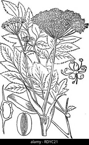 . Abbildungen der britischen Flora: Eine Reihe von holzstichen, mit Sezieren, britischer Pflanzen. Botanik; Botanik. 430. Chrithmum maritimum. 431. Angelica sylvestris.. Bitte beachten Sie, dass diese Bilder sind von der gescannten Seite Bilder, die digital für die Lesbarkeit verbessert haben mögen - Färbung und Aussehen dieser Abbildungen können nicht perfekt dem Original ähneln. extrahiert. Fitch, W. H. (Walter Haube), 1817-1892; Smith, Worthington George, 1835-1917; Bentham, George, 1800-1884. Handbuch der britischen Flora. London, L. Reeve &Amp; Co. Stockfoto