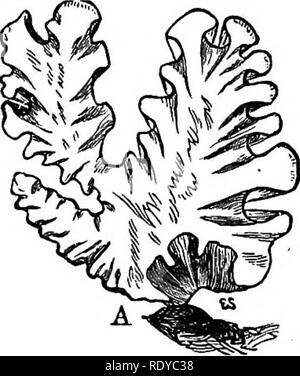. Die Grundlagen der Botanik. Botanik. PHTCOPHTTA. 157 (JI) weißen Rostpilze treten bei vielen Pflanzen: Ein (Albugo Candida) auf der sliepherd - Geldbeutel, peppergrass, Rettich, etc.; ein weiteres (A. Bliti) auf Amaranthus; und ein (A. portulacse) auf portulak. Für Konidien bilden sehr dünne Querschnitte der Blätter, durch eine weiße - rostfleck, und montieren Sie wie oben. Die ruhephase - Sporen (vphich sind dunkel braun) sind leicht in die Blätter der Amaranthus und portulak erreicht. Systematische Literatur.- Wolle, Süßwasser Algen der Vereinigten Staaten, 146-154. Saccardo, sylloge Spaß^ orum, 7'. Flora von Ne-braska, 1: 53-60, Pi. Ist, 13, 15, Stockfoto
