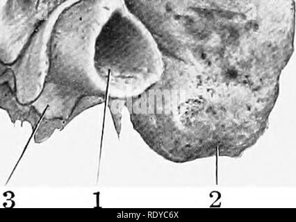 . Die Anatomie der Haustiere. Veterinär Anatomie. % ^ 'lM. Abb. 40.- links Petrous Zeitliche laterale Ansicht. Knochen oder Pferd; 1, externe Akustische meatua; 2, mastoid Prozess; 3, hyoid Prozess; 4, muskulös Prozess; 5, petrosal Crest; 6, Groove, stimmt die in der Ausbildung der zeitlichen Kanal; 7, Groove für hintere meningealen Arterie.. Bitte beachten Sie, dass diese Bilder sind von der gescannten Seite Bilder, die digital für die Lesbarkeit verbessert haben mögen - Färbung und Aussehen dieser Abbildungen können nicht perfekt dem Original ähneln. extrahiert. Sisson, Septimus, 1865-1924. Philadelphia; Lo Stockfoto