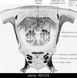 . Die Anatomie der Haustiere. Veterinär Anatomie. 56 DAS SKELETT DES PFERDES senkrecht Platte und sind endoturbinates bezeichnet. Diese in der Größe von oben nach unten verringern; die größte ist die nasalen Knochen befestigt und wird daher in der Regel die Dorsalen oder nasalen turbinate genannt; die zweite ist viel kleiner, und ist sehr allgemein als die Große ethmoid Zelle. Den Hohlraum, der durch diese Seitlich geschlossene kommuniziert mit der Kieferhöhle, aber nicht direkt mit der Nasenhöhle. Zwischen dem endoturbinates sind 21 kleine ectoturbinates, und alle sind mit sekundären und tertiären coile belagert Stockfoto