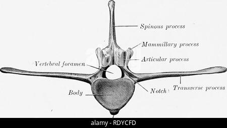 . Die Anatomie der Haustiere. Veterinär Anatomie. 40 DAS SKELETT DER HOESE ist Dick, der seitliche Teil dünner, schmaler und gekrümmt vorwärts. Die medialen Teil des Fünften ist auch etwas verdickt. Medial an den Gelenkflächen die Kanten der transversale Prozesse geschnitten werden in über den Kerben, die steingrab Form von apposi mit einander und dem Kreuzbein. Die Dornfortsätze ähneln denen der letzten zwei brustwirbel.. Dornfortsätze Prozess prozess Prozess Mammillary Gelenk TruNsptrse jtroci s Ventralen Wirbelsäule Abb. 16.- zweite Lumbab Vertebr. 4. Der Pferd; Posterior Anzeigen. Th Stockfoto