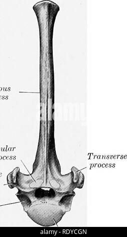 . Die Anatomie der Haustiere. Veterinär Anatomie. Die BRUSTWIRBEL 37 ventral mit, dass der Höhlen. Den hinteren Extremitäten verfügt über die üblichen Hohlraum. Der ventralen Wirbelsäule ähnelt dem der typische Wirbel. Der Bogen präsentiert in der jungen Thema eine Kerbe auf jeder Seite Ihrer anterioren Grenze; dies ist in eine foramen durch ein Band, die später ossifies umgewandelt. Die posteriore Grenze hat die übliche Kerben. Der posterioren Gelenkfortsätze typisch sind. Â Die transversale Prozesse sind klein, single und Projekt zurück. Das foramen transversarium ist klein. Die dornfortsätze Prozess ist sehr Stockfoto