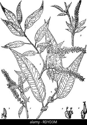. Ein Handbuch der giftigen Pflanzen, vor allem des östlichen Nordamerika, mit kurzen Anmerkungen zu Wirtschafts- und Heilpflanzen, und zahlreichen Abbildungen. Giftige Pflanzen. SPERMATOPHYTA - SALICACEAE 397. Abb. 178. Pfirsich-leaved Weide (Salix amygdaloides). 1. Blume - ing Zweig der staminate Baum. 2. Gleiche von pistillate Baum. 3. Staminate Blume, mit Waage, vergrößert. 4. Pistillate Blume vergrößert. 5. Fruchtenden trieb. 6. Sommer Zweig. 7. Bud und Blattansatz. 1, 2, 5, 6, eine halbe natürliche Größe. M.M.Cheney. Staubgefäßen, unter dem eine Schale geformte Festplatte; pistillate Blüten mit einem 1-celled Ovar, Narben 2-4, einfach Stockfoto