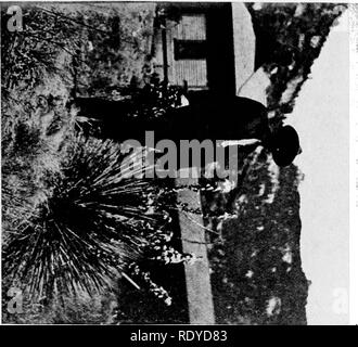 . Ein Handbuch der giftigen Pflanzen, vor allem des östlichen Nordamerika, mit kurzen Anmerkungen zu Wirtschafts- und Heilpflanzen, und zahlreichen Abbildungen. Giftige Pflanzen. ss o s gehen. Bitte beachten Sie, dass diese Bilder sind von der gescannten Seite Bilder, die digital für die Lesbarkeit verbessert haben mögen - Färbung und Aussehen dieser Abbildungen können nicht perfekt dem Original ähneln. extrahiert. Pammel, L. H. (Louis Hermann), 1862-1931. Cedar Rapids, Ia, die Taschenlampe drücken Sie Stockfoto