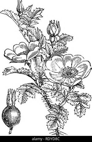 . Abbildungen der britischen Flora: Eine Reihe von holzstichen, mit Sezieren, britischer Pflanzen. Botanik; Botanik. 326. Agiimonia Eupiitoria. 3 £ 7 Eosa pimpinellifolia.. Bitte beachten Sie, dass diese Bilder sind von der gescannten Seite Bilder, die digital für die Lesbarkeit verbessert haben mögen - Färbung und Aussehen dieser Abbildungen können nicht perfekt dem Original ähneln. extrahiert. Fitch, W. H. (Walter Haube), 1817-1892; Smith, Worthington George, 1835-1917; Bentham, George, 1800-1884. Handbuch der britischen Flora. London, L. Reeve &Amp; Co. Stockfoto