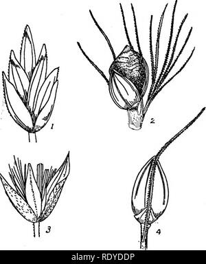 . Ein Handbuch der giftigen Pflanzen, vor allem des östlichen Nordamerika, mit kurzen Anmerkungen zu Wirtschafts- und Heilpflanzen, und zahlreichen Abbildungen. Giftige Pflanzen. SPERMATOPHYTA - GRAMINEAE - Gräser 339. Bitte beachten Sie, dass diese Bilder sind von der gescannten Seite Bilder, die digital für die Lesbarkeit verbessert haben mögen - Färbung und Aussehen dieser Abbildungen können nicht perfekt dem Original ähneln. extrahiert. Pammel, L. H. (Louis Hermann), 1862-1931. Cedar Rapids, Ia, die Taschenlampe drücken Sie Stockfoto