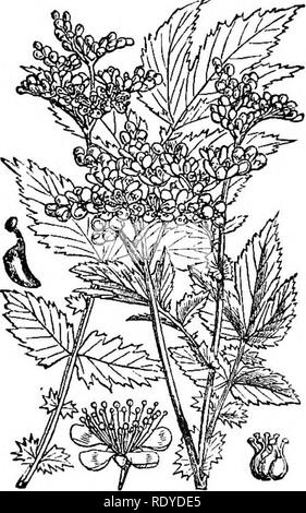 . Abbildungen der britischen Flora: Eine Reihe von holzstichen, mit Sezieren, britischer Pflanzen. Botanik; Botanik. 71. 300. Fabrikantenvilla tilmaria.. Bitte beachten Sie, dass diese Bilder sind von der gescannten Seite Bilder, die digital für die Lesbarkeit verbessert haben mögen - Färbung und Aussehen dieser Abbildungen können nicht perfekt dem Original ähneln. extrahiert. Fitch, W. H. (Walter Haube), 1817-1892; Smith, Worthington George, 1835-1917; Bentham, George, 1800-1884. Handbuch der britischen Flora. London, L. Reeve &Amp; Co. Stockfoto