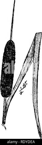 . Ein Handbuch der giftigen Pflanzen, vor allem des östlichen Nordamerika, mit kurzen Anmerkungen zu Wirtschafts- und Heilpflanzen, und zahlreichen Abbildungen. Giftige Pflanzen. Abb. 133. Bur - Reed (Sparganium),. X^ Abb. 134. Cat-Schwanz (typha latifoJia). Eine gemeinsame Unkraut entlang der Ufer von Seen und Bächen. Bitte beachten Sie, dass diese Bilder sind von der gescannten Seite Bilder, die digital für die Lesbarkeit verbessert haben mögen - Färbung und Aussehen dieser Abbildungen können nicht perfekt dem Original ähneln. extrahiert. Pammel, L. H. (Louis Hermann), 1862-1931. Cedar Rapids, Ia, die Taschenlampe drücken Sie Stockfoto