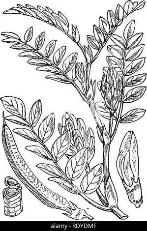 . Abbildungen der britischen Flora: Eine Reihe von holzstichen, mit Sezieren, britischer Pflanzen. Botanik; Botanik. Astragalus alpinus.. 269. Astragal glyeyphyllos. '--'. Bitte beachten Sie, dass diese Bilder sind von der gescannten Seite Bilder, die digital für die Lesbarkeit verbessert haben mögen - Färbung und Aussehen dieser Abbildungen können nicht perfekt dem Original ähneln. extrahiert. Fitch, W. H. (Walter Haube), 1817-1892; Smith, Worthington George, 1835-1917; Bentham, George, 1800-1884. Handbuch der britischen Flora. London, L. Reeve &Amp; Co. Stockfoto