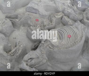 Ashfall Fossil Beds - Teleoceras und Cormohipparion. Stockfoto