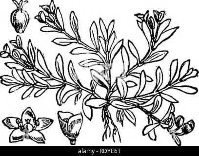 . Abbildungen der britischen Flora: Eine Reihe von holzstichen, mit Sezieren, britischer Pflanzen. Botanik; Botanik. 171. Polycarpon tetraphyllum. 170. Spergula arvensis.. Bitte beachten Sie, dass diese Bilder sind von der gescannten Seite Bilder, die digital für die Lesbarkeit verbessert haben mögen - Färbung und Aussehen dieser Abbildungen können nicht perfekt dem Original ähneln. extrahiert. Fitch, W. H. (Walter Haube), 1817-1892; Smith, Worthington George, 1835-1917; Bentham, George, 1800-1884. Handbuch der britischen Flora. London, L. Reeve &Amp; Co. Stockfoto