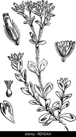 . Abbildungen der britischen Flora: Eine Reihe von holzstichen, mit Sezieren, britischer Pflanzen. Botanik; Botanik. 36. Bitte beachten Sie, dass diese Bilder sind von der gescannten Seite Bilder, die digital für die Lesbarkeit verbessert haben mögen - Färbung und Aussehen dieser Abbildungen können nicht perfekt dem Original ähneln. extrahiert. Fitch, W. H. (Walter Haube), 1817-1892; Smith, Worthington George, 1835-1917; Bentham, George, 1800-1884. Handbuch der britischen Flora. London, L. Reeve &Amp; Co. Stockfoto