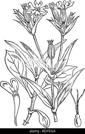 . Abbildungen der britischen Flora: Eine Reihe von holzstichen, mit Sezieren, britischer Pflanzen. Botanik; Botanik. 3]. Bitte beachten Sie, dass diese Bilder sind von der gescannten Seite Bilder, die digital für die Lesbarkeit verbessert haben mögen - Färbung und Aussehen dieser Abbildungen können nicht perfekt dem Original ähneln. extrahiert. Fitch, W. H. (Walter Haube), 1817-1892; Smith, Worthington George, 1835-1917; Bentham, George, 1800-1884. Handbuch der britischen Flora. London, L. Reeve &Amp; Co. Stockfoto