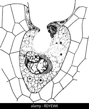 . Ein Lehrbuch der Botanik für Hochschulen und Universitäten ... Botanik. Abb. 4 S 0. - Männliche gametophyte von Dacrydium (einer der podo-Karpfen) an shedding Stufe der Pollen, Anzeigen foiir vegetativen Zellen, Stiel und Körperzellen (durch die generative Zelle gebildet), und die U-Kern. - Nach Miss Jung. Es gibt viel nucellar Gewebe zu verfahren werden vor dem Weiblichen gameto-phyte mit seinen archegonia erreicht ist. Zum ersten Mal wird der Pollen Rohr fungiert als Träger der männlichen Zellen, der Körper Zelle, die sich zu teilen, indem Sie das Rohr und die übrigen in der Nähe von seiner Spitze wie es ad-vances durch die Spitze der nucellus Stockfoto