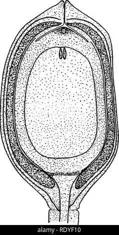 . Ein Lehrbuch der Botanik für Hochschulen und Universitäten ... Botanik. 198 Morphologie der primären Hals Zelle teilt vertikal, und diese beiden Hals Zellen, nebeneinander liegen, sind konstant unter den Cycadales. Die zentrale Zelle beginnt dann eine bemerkenswerte Erweiterung, und wird durch eine spezielle Jacke von Zellen, wie die archegonial Jacke, die Funktionen wie ein nahrhaftes Layer bekannt investiert. Schließlich den Kern der zentralen Zelle teilt sich in die ventralen Kern, die bald disorganizes, und das Ei Kern, über die die Zyto-. Abb. 446. - Schematische Abschnitt der Eizelle von Dioon^ show-ing die dicken Inte Stockfoto
