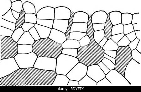 . Ein Lehrbuch der Botanik für Hochschulen und Universitäten ... Botanik. Abb. 202. - Riccia: Zeigt die gametophyte dichotomously dorsiventral, Verzweigungen, die das rhizoids und Schuppen von seinen ventrale Oberfläche; die Zeilen von dunklen Stellen, die mit der Unterseite der auffällige Rillen auf der Rückenseite sind Sporophyten, das zeigen auch die Position von der ehemals besetzten archegonia.. Abb. 203. - Riccia: Schnitt durch dorsalen Region Thallus, zeigt die interzelluläre Spalten, oft Vergrößern in Kammern, durch die die Zellen, die chloroplasten durch eine interne Atmosphäre getaucht sind. - Ein Stockfoto