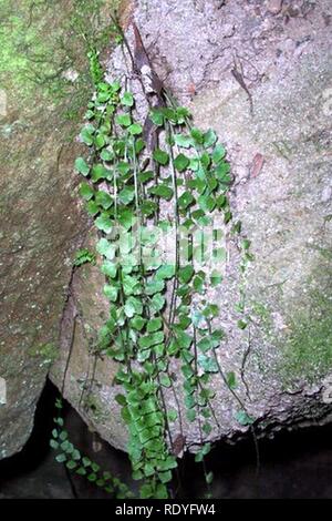 Asplenium flabellifolium auf Hawkesbury Sandstein. Stockfoto