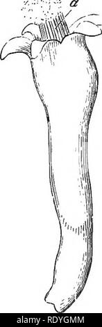 . Auf Britischen wilden Blumen in Bezug auf die Insekten. Blumen; Düngung von Pflanzen, die von Insekten und Pflanzen. . Bitte beachten Sie, dass diese Bilder sind von der gescannten Seite Bilder, die digital für die Lesbarkeit verbessert haben mögen - Färbung und Aussehen dieser Abbildungen können nicht perfekt dem Original ähneln. extrahiert. Lubbock, John, Sir, 1834-1913. London, Macmillan und Co. Stockfoto