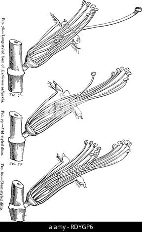. Auf Britischen wilden Blumen in Bezug auf die Insekten. Blumen; Düngung von Pflanzen, die von Insekten und Pflanzen. 96 LY THRUM. [Kap.. Abb. 8 o .. Bitte beachten Sie, dass diese Bilder sind von der gescannten Seite Bilder, die digital für die Lesbarkeit verbessert haben mögen - Färbung und Aussehen dieser Abbildungen können nicht perfekt dem Original ähneln. extrahiert. Lubbock, John, Sir, 1834-1913. London, Macmillan und Co. Stockfoto