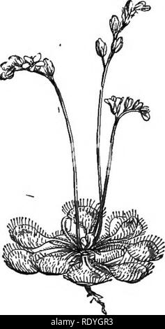 . Auf Britischen wilden Blumen in Bezug auf die Insekten. Blumen; Düngung von Pflanzen, die von Insekten und Pflanzen. DROSERA ROTUKDIFOUA. C H AP T E R IV. CALYCIFLOR^. Diese Unterklasse umfasst diejenigen Dicotyledons, in der die blütenhülle doppelt ist, die Blütenblätter und die staubgefäße entweder perigynous oder epigynous. CELASTRACE^. Diese Bestellung enthält eine britische Arten, die Gemeinsame Spindel Baum, Euonymus Europaus. Die Blumen absondern, Honig, und werden von Diptera (Fliegen) und Hymenoptera, insbesondere der ehemaligen frequentiert. Sie sind proterandrous. RHAMNACE^. Der Weinstock und der Virginian Kriechgang gehören zu dieser Ord Stockfoto