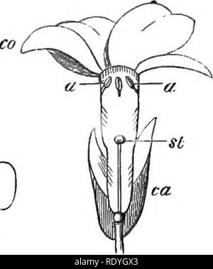 . Auf Britischen wilden Blumen in Bezug auf die Insekten. Blumen; Düngung von Pflanzen, die von Insekten und Pflanzen. OoOO° 0. X zso Abb. 38.- Primula (lang-styled fortn). Abb. 39.- Primula ("Hort - styled Form). untersucht, finden wir, dass etwa die Hälfte von ihnen haben die griffel an der Oberseite des Rohrs und die staubgefäße halb herunter (wie in Abb. 1 gezeigt ist. 38), D. Bitte beachten Sie, dass diese Bilder sind von der gescannten Seite Bilder, die digital für die Lesbarkeit verbessert haben mögen - Färbung und Aussehen dieser Abbildungen können nicht perfekt dem Original ähneln. extrahiert. Lubbock, John, Sir, 1834-1 Stockfoto
