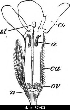 . Auf Britischen wilden Blumen in Bezug auf die Insekten. Blumen; Düngung von Pflanzen, die von Insekten und Pflanzen. Abb. 32.- Thytnus serfryllum, in rhe Ftg. 33. - Thymus serpyllum^ in der ersten Bedingung, mit Reifen Staubgefäßen. . Zweite Voraussetzung, mit erwachsenen Stigma, St.. Bitte beachten Sie, dass diese Bilder sind von der gescannten Seite Bilder, die digital für die Lesbarkeit verbessert haben mögen - Färbung und Aussehen dieser Abbildungen können nicht perfekt dem Original ähneln. extrahiert. Lubbock, John, Sir, 1834-1913. London, Macmillan und Co. Stockfoto