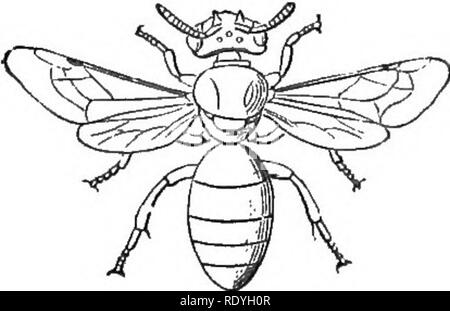 . Auf Britischen wilden Blumen in Bezug auf die Insekten. Blumen; Düngung von Pflanzen, die von Insekten und Pflanzen. . Bitte beachten Sie, dass diese Bilder sind von der gescannten Seite Bilder, die digital für die Lesbarkeit verbessert haben mögen - Färbung und Aussehen dieser Abbildungen können nicht perfekt dem Original ähneln. extrahiert. Lubbock, John, Sir, 1834-1913. London, Macmillan und Co. Stockfoto