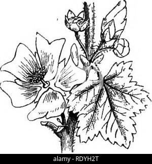 . Auf Britischen wilden Blumen in Bezug auf die Insekten. Blumen; Düngung von Pflanzen, die von Insekten und Pflanzen. -^ Ich. r^xy^^ 4. Bitte beachten Sie, dass diese Bilder sind von der gescannten Seite Bilder, die digital für die Lesbarkeit verbessert haben mögen - Färbung und Aussehen dieser Abbildungen können nicht perfekt dem Original ähneln. extrahiert. Lubbock, John, Sir, 1834-1913. London, Macmillan und Co. Stockfoto