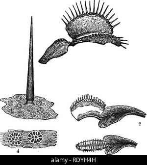 . Eine Einführung in die pflanzlichen Physiologie. Pflanzenphysiologie. 390 pflanzlichen Physiologie Grün in Folge der Austausch der Luft es durch Wasser. Wenn ein Blatt abgeschnitten wird gerade über dem pulvinus und die Anlage erlaubt von den Auswirkungen der Schädigung, der nachfolgenden Stimulation eines benachbarten Blatt bewirkt, dass Wasser aus der Schnittfläche der pulvinus ausstrahlen zu erholen. In den Fällen der reizbaren Staubblättern und Narben sind wahrscheinlich ähnlich erklärt zu werden. Die Schließung des Blattes von Dioncsa (Abb. 159) ist auch zu einer Umverteilung des Wassers. Fia. 159.- Blatt von Dioncea Muscipula. 1, 2, Cl Stockfoto