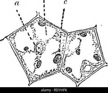 . Eine Einführung in die pflanzlichen Physiologie. Pflanzenphysiologie. Abb. 115.- Zellen von emebyo der Erbse. (Nach Sachs.) a, aleurone Körner; St, stärke Körner. Fia. 116.-Zellen mit Saatgut von lupi-nUS, BEGINN DER FORMA- ALEUBONE KÖRNER. (Nach Eendle.), Nucleus;&amp;, vakuole; c mit Ursprung aleurone Korn. Vor allem weil der Ursprung des Getreides beobachtet werden können und ihre Entwicklung verfolgt. In diesem Saatgut die aleurone Körner beginnen bei einer sehr frühen Periode der Entwicklung^ Wie das Wachstum des Embryos hinreichend ist - Zient erweiterte aus der Samenschale zu schwellen gebildet werden. Die Zellen der Stockfoto