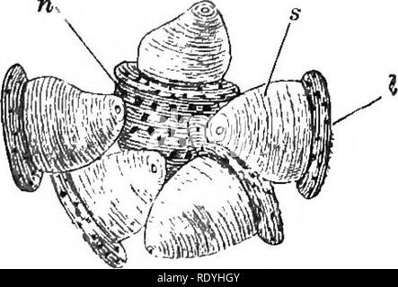 . Eine Einführung in die pflanzlichen Physiologie. Pflanzenphysiologie. Fia. 111.- Latictferous Zelle prom Euphorbia, mit dumb-bell-shaped Stärke Körner. Abb. 112.- Gruppe op Stange - wie Leucoplasts, I, jeweils eine Stärke, Getreide, S Lager, sammelte RUND UM DIE KERN, 11, OP EINE ZELLE OP DIE PSEUDO-LAMPE OP eine Orchidee (Phajus grandi - foUus). x500. (Nach Schimper.) Jedoch leichter in andere Pflanzen. Abb. 112 zeigt eine Gruppe von ihnen, die Stärke Körner in eine Zelle in einer der Orchideen. Die größere Masse der einzelnen liegt auf der Außenseite der Korn; sie sind - wie in der Form und nicht rund wie in der Kartoffel. In Th Stockfoto