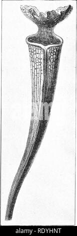 . Eine Einführung in die pflanzlichen Physiologie. Pflanzenphysiologie. OTHEE METHODEN ZU ESSEN 189 Positionen. Die Sarracenias leisten gute Beispiele. Diese sind Sumpfpflanzen in ihre Blätter in Rosetten, die anscheinend von der Oberfläche der Erde angeordnet, und von der Mitte aus, entsteht eine einzelne Blume Stiel. Jedes Blatt wird geändert, um eine neugierige Krug - wie Körper (Abb. zu bilden. 93), mit einer Art Deckel ausgestattet. Die Krüge sind im Allgemeinen con-spicuously gefärbt, während der Deckel, der Lamina des Blattes, oft trägt Haare, die Honig absondern, die Beute zu gewinnen. Die innere Oberfläche o Stockfoto