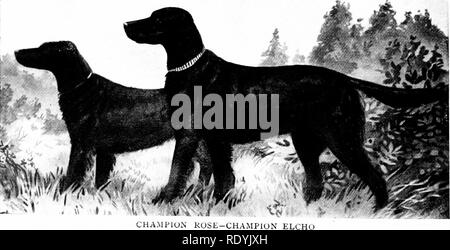 . Der Hund buchen. Eine populäre Geschichte des Hundes, mit praktischen Informationen über die Pflege und Verwaltung von Haus, Zwinger, und Ausstellung Hunde; und Beschreibungen aller wichtigen Rassen. Hunde. DR, WiM. SIGNAL JARVISS IMPORTIERT Foto auf Spiel im Süden C. irolina V:. Meister Rose - MEISTER ELCH keine pliutOi, 'ra [, h Der "tlieSL ccld. Behörden ist in txi=ttnoo, tiiis Bo-Iiii;. Ich re|jroduction von fope Illus. ration oftjpical Irischen t. Bitte beachten Sie, dass diese Bilder aus gescannten Seite Bilder, die digital für die Lesbarkeit verbessert haben mögen - Färbung und Aussehen Dieser Lllustrat extrahiert werden Stockfoto