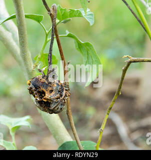 Faule Aubergine auf den Baum im Garten. Stockfoto