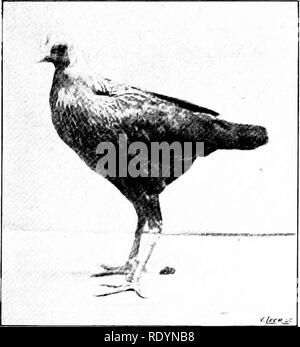 . Unsere heimische Tiere, ihre Gewohnheiten, Intelligenz und Nützlichkeit; tr. Aus dem Französischen von Gos. De Voogt, von Katharine S. Wormeley;. Heimische Tiere. Ein Lo-KR OK kämpft. größer als eine Taube, thcnigh sehr hoch auf die Beine. Sie sind angenehm zu pflegen, nehmen wenig Platz und ist sehr sanft. Sie sind von verschiedenen ctjlors und sind in der Regel von Laien angesprochen, Ap]) pflege oft zu pf) ulti-y zeigt. Neben diesen kleineren Kämpfer müssen wir Namen der baulams, die von jeder Farbe, die man sich vorstellen kann. Sie werden häufig verwendet, um die Eier der Fasane und] Hatch) Artri (lges. Sie sind auch bemerkenswert für layin Stockfoto