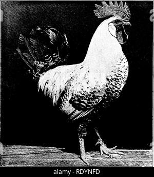 . Unsere heimische Tiere, ihre Gewohnheiten, Intelligenz und Nützlichkeit; tr. Aus dem Französischen von Gos. De Voogt, von Katharine S. Wormeley;. Heimische Tiere. Die Hühner- Stämme 223 nutzlos oder schlimmer als nutzlos. Nicht nur Betriebe kann aus der Tatsache, dass man aber auch ganze Dörfer entvölkert wurden von Geflügel durch die Einführung in diese Art von erkrankten Vögeln gewonnen werden. Der Schaden somit in Belgien, Deutschland und Holland verursacht, zum Beispiel, ist gelegentlich mit Millionen von Dollar, mit dem Ergebnis, dass viele Personen, die nach dem auf diese Weise übertölpelt werden, ha'e den Handel verlassen. Die bauernschaft von Ital Stockfoto