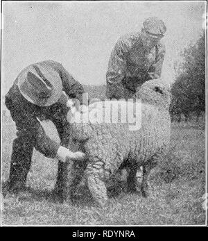 . Beurteilung der Nutztiere. Viehbestand. Abb. 215.- "Messen mit tlie Hände der Dis-tance zwischen Hip und Ende der Hinterteil." Beispiele für moun-tain Rassen von Schafen haben rauhes Haar auf die Oberschenkel, eine Funktion, die die Züchter bestrebt sind zu beseitigen. Eine wichtige Beweise für Qualität und leicht zu sehen, wenn die Pres-ent, ist es, starke Rasse Charakter, wie in "Der Kopf dargestellt. Keine Wahl Beispiel einer Rasse ist wahrscheinlich Grobheit zu zeigen. Einige Score Cards betonen die Farbe und Charakter von Ursachen so wenig Abfall wie in der karkasse möglich. Große, grobe Knochen, im Gegenteil, das eine zu große Abfälle i Stockfoto