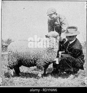 . Beurteilung der Nutztiere. Viehbestand. Abb. 208.- "Der Richter kommt an der Vorderseite der Schafe, die von der linken Schulter, und greift den Hals in seine rechte Hand und fühlt sich seiner Stärke." Richtig Die ani-mals als w Li o 1 e, zunächst aus der Ferne untersuchen, wie zum Beispiel 10 oder 12 Meter entfernt. Beginnen Sie mit der Untersuchung von vorne, mit Blick auf den Kopf, und dann langsam über das Tier zu Fuß, und verweist auf die Frage der pro-Teil, Kundennähe, Qualität und allgemeine char-acter. Das Gewicht von den Fetten von Bedeutung ist. Die großen, schweren Hammel ist nicht beliebt, und den amerikanischen Markt p Stockfoto