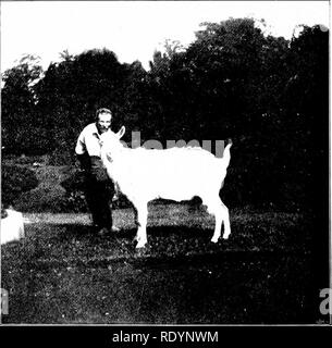 . Unsere heimische Tiere, ihre Gewohnheiten, Intelligenz und Nützlichkeit; tr. Aus dem Französischen von Gos. De Voogt, von Katharine S. Wormeley;. Heimische Tiere. Till: Support ok tiik Familie einen Glauben an den Einfluss der Ziege (Joh'ari-ous Krankheiten ist auch sehr Pi 'e' alent in den südlichen Mitgliedstaaten und in Eng-Land; so sehr, dass die häufig in Ställen und Scheunen gehalten abzuwehren, Krankheit von Pferden und Rindern. Viele Personen, especialh" in Europa und Amerika, haben eine Abneigung zu Ziegenmilch auf accoimt Seiner bitteren Geschmack, die Ursache liegt in der Lebensmittel- und allgemeine Behandlung, auf die der a Stockfoto