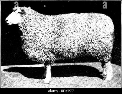 . Unsere heimische Tiere, ihre Gewohnheiten, Intelligenz und Nützlichkeit; tr. Aus dem Französischen von Gos. De Voogt, von Katharine S. Wormeley;. Heimische Tiere. Die Schafe 179. Grand-Cha. mpiox Lincoln Ewe Diese Rasse eignet sich für die Versorgung von Wolle als Fleisch. Professor Plumb, einer unserer größten Schafe Behörden, behauptet, dass der Cheviot produziert Hammel von Superior t | ualit)", die sogar in das Land, das pro-stadtverteidigung Hammel als Hrst Berücksichtigung hoch steht. Wir kommen nun zu einer Gruppe von englischen Schafe, alle gängigen Rassen in unserem Land, dass sich aus dem Vorstehenden, dass die Wolle ist mittelgroß, 150 Watt unterscheiden Stockfoto