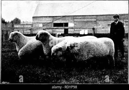 . Unsere heimische Tiere, ihre Gewohnheiten, Intelligenz und Nützlichkeit; tr. Aus dem Französischen von Gos. De Voogt, von Katharine S. Wormeley;. Heimische Tiere. Shropshire R. ams Foto J.T. Newman, Derkhanipstead H.A. Mi Hnsic unten R.. m I "lioto J.T., Xewnian Berkhanipstead "Waschen clay" als Fete Tag, an dem die Bewohner Bäder, die nicht Merel) - Externe nehmen gehalten wird. Der Dünger von das Schaf ist für ein ganzes Jahr nach links oben in den sheepcots, wo es Formen der Wurf der Tiere zu stapeln. Es ist Onl}" einmal genommen Ohr a)', im Frühjahr. Als mocirland Schafe sind besonders nützlich Stockfoto