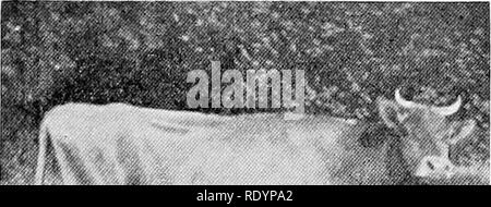 . Beurteilung der Nutztiere. Viehbestand. Abb. 166,- " Das EUTER sollte lange, Eigenprojekt hoch hinter zwischen den Schenkeln, und Auto - gut vorwärts Ried entlang der Bauch." Richter bevorzugen diese Art der Euter auf die tieferen oder mehr Anhänger. Die lange Euter ist stark durch seine muskulösen at-Tachment unterstützt, während die Anhänger eine schwächere Form ist, und zeigt die 10-Präsidentschaft zu brechen, der geht mit dem Alter. Die hori-zontally lange Euter liefert auch ein bequemer Form für den Melker mit seinem Eimer zu nähern. Während es folgt nicht, daß die lange Euter mehr Milch produzieren kann, oder e Stockfoto
