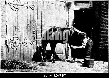 . Unsere heimische Tiere, ihre Gewohnheiten, Intelligenz und Nützlichkeit; tr. Aus dem Französischen von Gos. De Voogt, von Katharine S. Wormeley;. Heimische Tiere. Das PFERD 153 ist es auch sehr wahrscheinlich, dass er beschäftigt sie Staub in den Augen der Zuschauer zu werfen. Für den Rest, seine Behandlung war sehr gewalttätig und zu brechen das Tier wird und de-weltwei ten alle Widerstandskraft. Zu unterwerfen, eine widerspenstige Pferd (die oft Widerspenstigen durch kranke Gebrauch gemacht wurde), sowie sie zu allen Zeiten, unerschöpfliche Geduld und einer unbeweglichen Sache zu trainieren, die absolut notwendig sind, und sie ne'er nicht t Stockfoto
