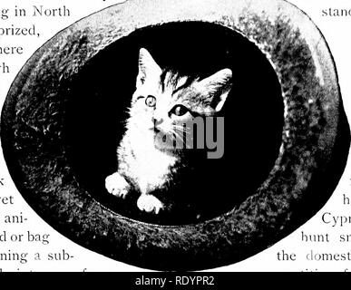 . Unsere heimische Tiere, ihre Gewohnheiten, Intelligenz und Nützlichkeit; tr. Aus dem Französischen von Gos. De Voogt, von Katharine S. Wormeley;. Heimische Tiere. Die Katze 91. von Cuvier. In wissenschaftlichen Werken "gebootet Cat" Manchmal ist der Name von "gebootet Lynx trägt." In der seventeentli Jahrhundert war es nicht un - Gemeinsame zu sehen, vor allem in Amsterdam, unternehmenszahlen von Katzen auf die Fassaden der Häuser geschnitzt. Die benutzerdefinierte kam auf diese Weise Zibetkatzen, mit Ursprung in Nordafrika, und sehr geschätzt, vor allem in Spanien, wo sie hohe Preise gebracht, in Holland durch Cer importiert wurden - Tain mercha Stockfoto