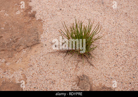 Sandy trockenem Boden bei Menindee Lakes, Outback Australien Stockfoto